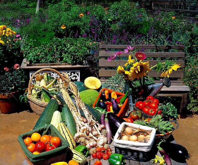 Sample harvest from SunHawk farms showing various produce gathered from the property
